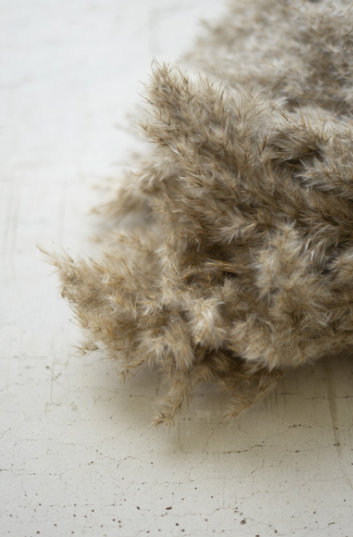 Pampas Grass Decor (Bundle of 4 Stems)