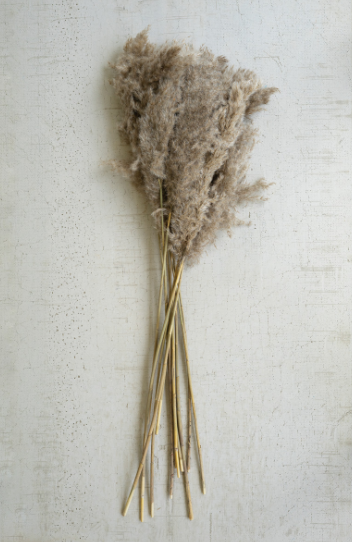 Pampas Grass Decor (Bundle of 4 Stems)
