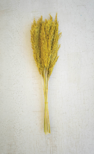 Pampas Grass Decor (Bundle of 4 Stems)