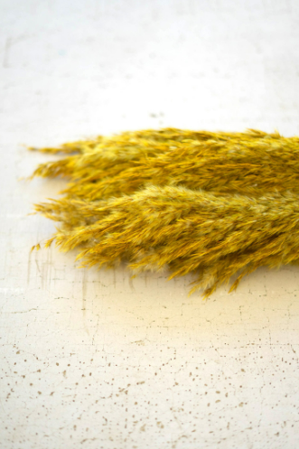 Pampas Grass Decor (Bundle of 4 Stems)