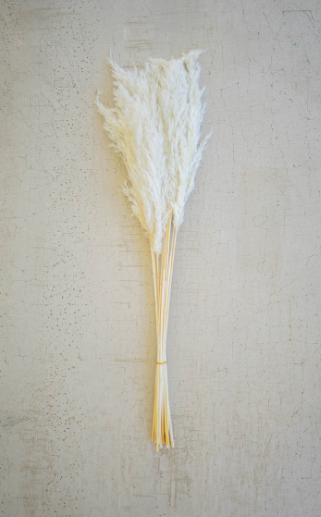 Pampas Grass Decor (Bundle of 4 Stems)